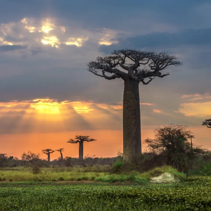 MADAGASCAR